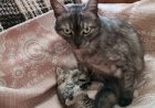 У нас растёт котёнок