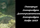 Посещение океанариума в городе Екатеринбург
