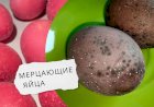 Мерцающие яйца в вине. Как покрасить яйца на Пасху