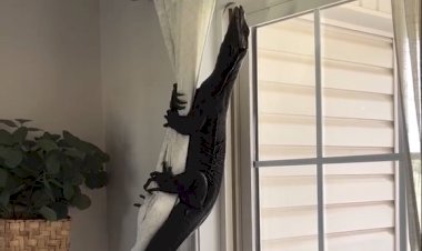 Чем вам не котик?