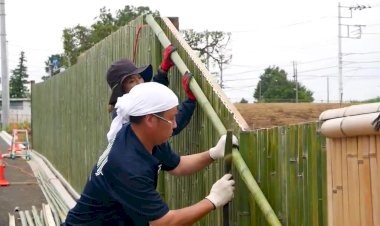 Интересные факты о бамбуке