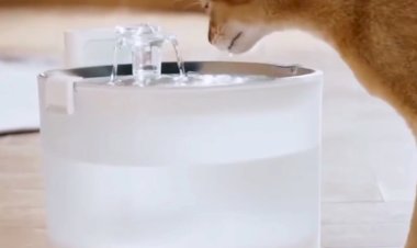 Поилка для животных