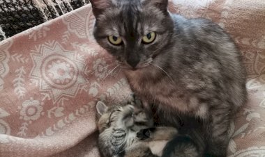 У нас растёт котёнок