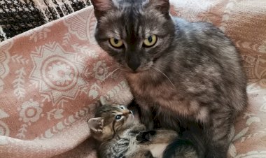 Любимая чашка котенка