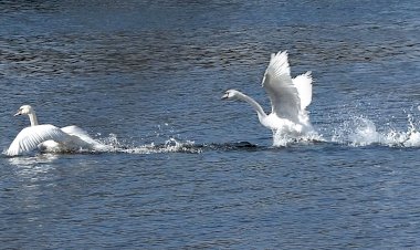 Отдохнули - "полетели"... Парковые лебеди разминают крылья. Гатчинский парк. Белое озеро.