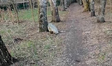 Новые весенние не молчаливые восторги. Блог в 2 -х частях, часть 1