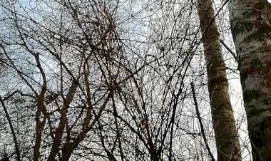 Мои весенние абсолютно молчаливые восторги, часть 2