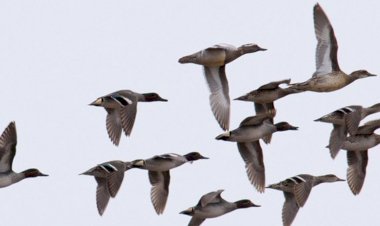 Необычное явление, которое пришлось наблюдать