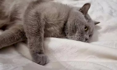 Почему кошка часто занимает место хозяина в кресле или на кровати: 3 объяснения