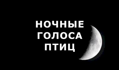 "Какие певчие птицы поют по ночам"