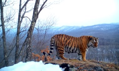 И тигр амурский дозором обходит владенья свои...