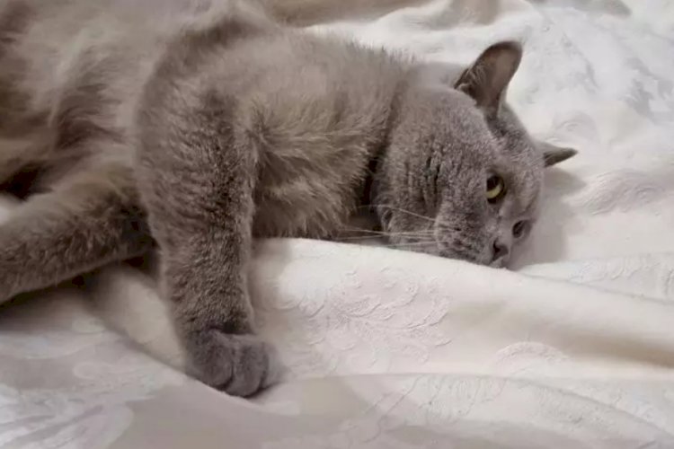 Почему кошка часто занимает место хозяина в кресле или на кровати: 3 объяснения