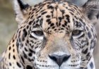 Живая планета. Интересные факты о леопардах