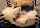 КОШАЧИЙ БОКС(БОЙ) - ЖЁСКАЯ ДРАКА КОТЯТ