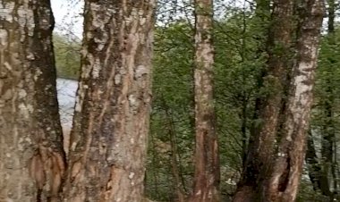 "И помахал апрель в прощанье молодой листвой"