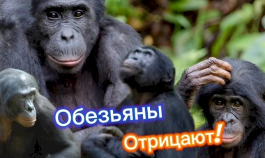 Обезьяны