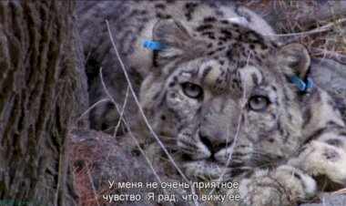 BBC " Снежный барс за пределами мифов"