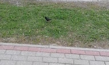 "Зарисовка со скворушками"