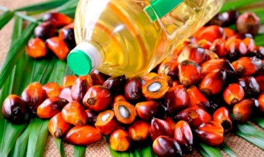 Есть и польза в пальмовом масле