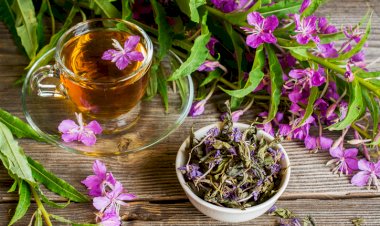 Полезные свойства Иван-чая