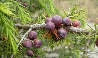 Можевельник в бане