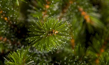 Пихта в бане