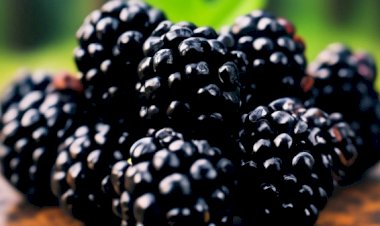 Польза ежевики