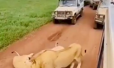 Просто царь!