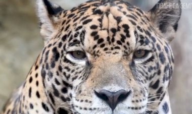 Живая планета. Интересные факты о леопардах