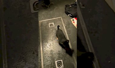 Спасение Щенка от замерзания, машинистом поезда