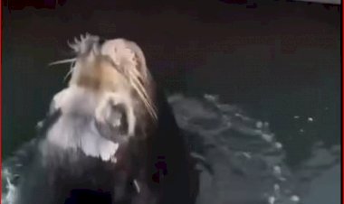 Чего пристал?