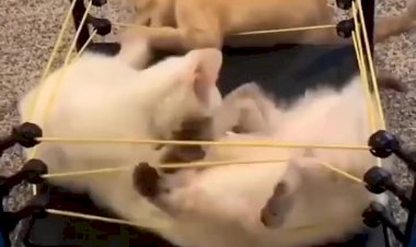 КОШАЧИЙ БОКС(БОЙ) - ЖЁСКАЯ ДРАКА КОТЯТ