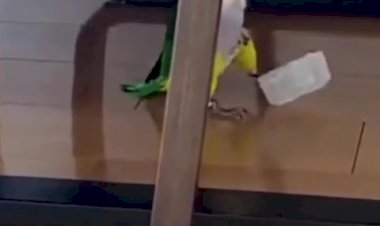 Тот Самый Шумный Сосед Сверху Найден