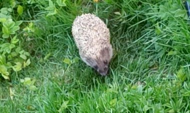 Ежик и общество чистых тарелок.mp4