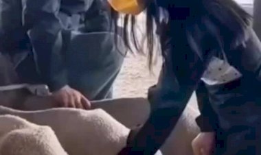 Овцы с попой как у Ким Кардашьян, Девушки завидуют, а парни восхищаются