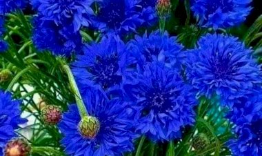 Милые полевые цветы