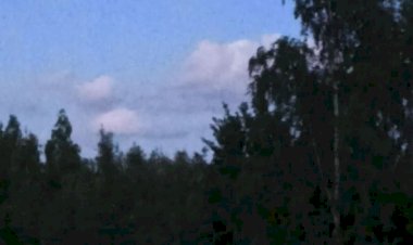 Гармония — пение птиц