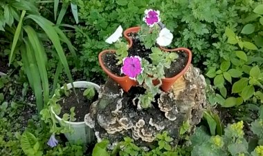 Цветы в наших дворах