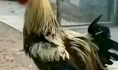 Петушок Простудился и Охрип.