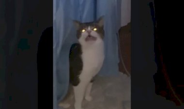 Кот устал чихать