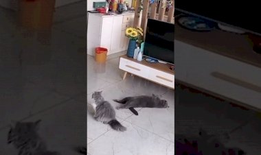 Сразил на Повал, Ржачные кошки