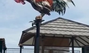 Петуха заклинило и он сломался