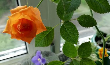 Статья в лепестках розанов - песнь моей домашней розе и не только.