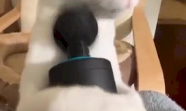 Прикол. КОТ И ВИБРАТОР