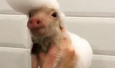 ЭЛВИС ПИГСЛИ Король Рок-н-Ролла