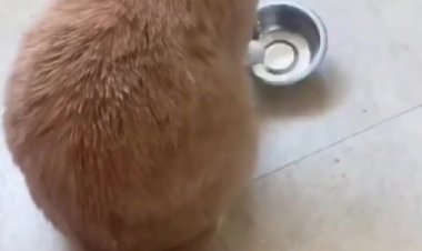 Хозяйка хватит спать! Я жрать хочу!