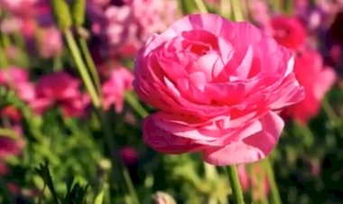 Самые красивые цветочные поля и парки мира