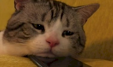 Не грусти, котенок.