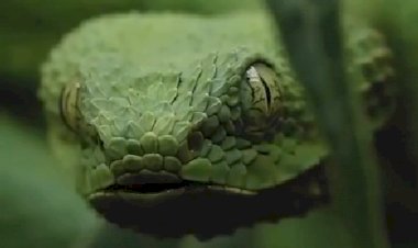 Самая безопасная ядовитая змея