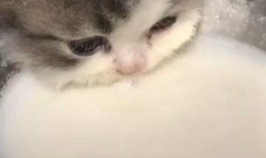 Котёнок и молоко